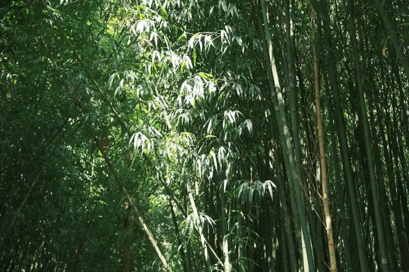 小蜜蜂融资租赁2024年设备融资方案对比与适用场景分析